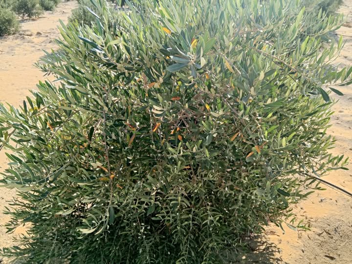 اي السبب والعلاج
 منتشرة بكثرة في المزرعة